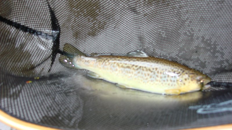 Trout5.JPG