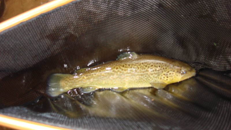 Trout6.JPG