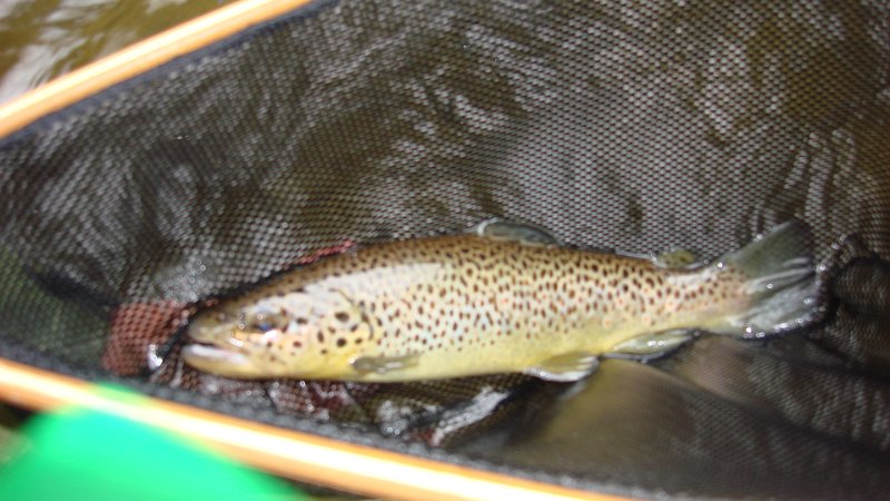 Trout7.JPG