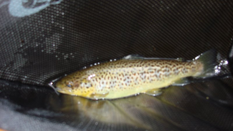 Trout8.JPG