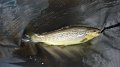 Trout1