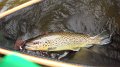 Trout7