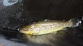 Trout8