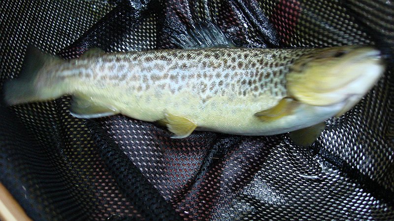 DSC02720.JPG