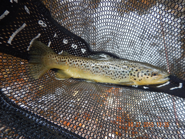 DSCN0778.jpg -                                A couple of fish did come to the net.  Brooks and browns, although sometimes it was hard to tell the difference.