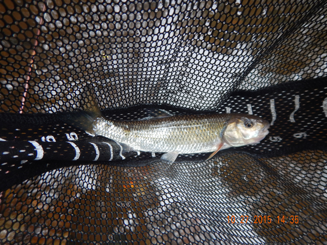 DSCN0781.jpg -                                Then, there were trout imposters.  Just when you think you finally got a trout these ugly guys show up.