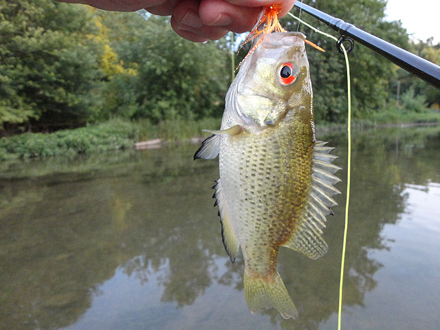 DSC01025.jpg -                                One of my Rock Bass