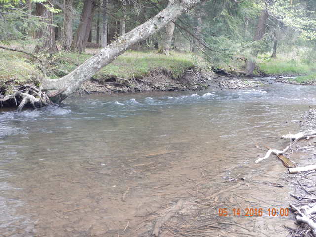 DSCN1250.jpg -                                The water was up in Cross Fork making the stream a pleasure to fish.