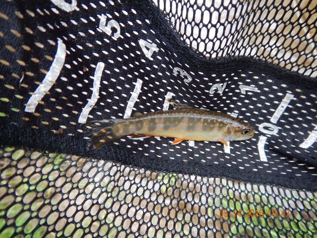DSCN1252.jpg -                                BUT, I also found an abundance of wild trout too!  Nice to see the stocked trout and the wild ones living together.