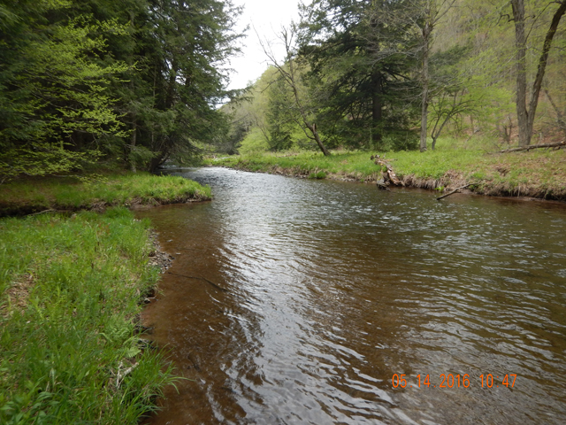 DSCN1253.jpg -                                I call this the hatchery.  Lots of little wild brookies here.  