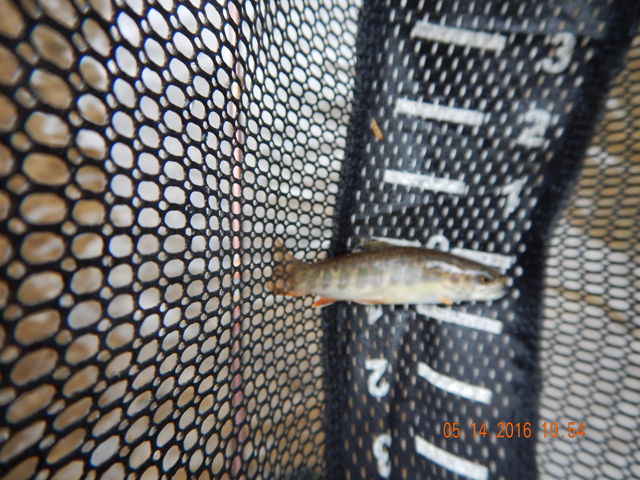DSCN1255.jpg -                                And then another 2 incher...hence, the reason I call it the hatchery.