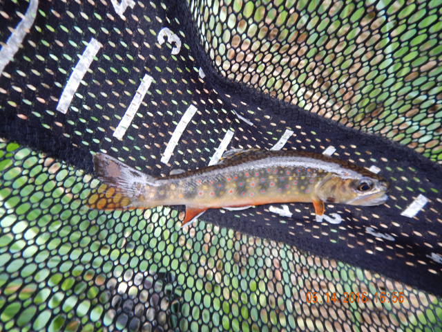 DSCN1256.jpg -                                Then it was off to Windfall Run.  This beautiful 6 incher came to the net but I lost or missed soooo many fish trying to switch to barbless hooks. 