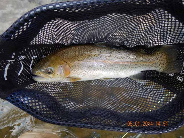 DSCN0538.jpg -                                Biggest fish of the day from Cross Fork a solid 17 incher.