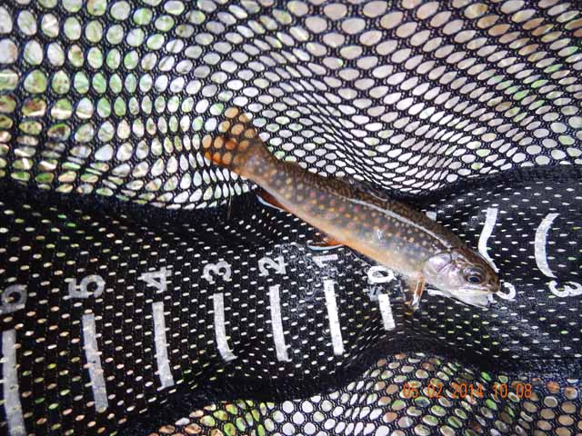 DSCN0542.jpg -                                First fish from the lower Windfall Creek area