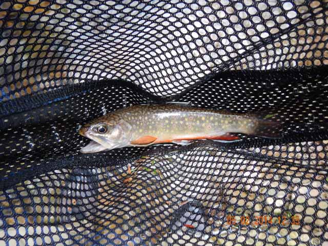 DSCN0561.jpg -                                This was a really colorful one caught on a nymph.  Most others were taken on dries.