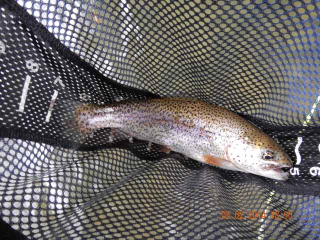 DSCN0566.jpg -                                Healthy rainbow