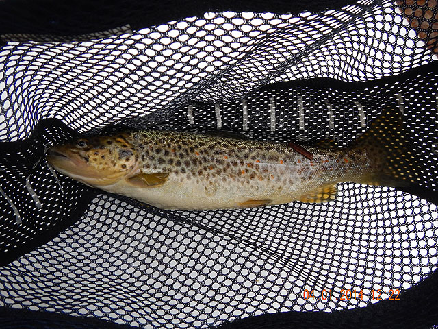 DSCN0442.jpg -                                Gary did get this nice brown from the West Branch of Rattling Creek