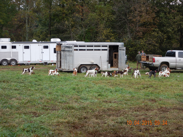 DSCN0683.jpg -                                Dogs staked out.