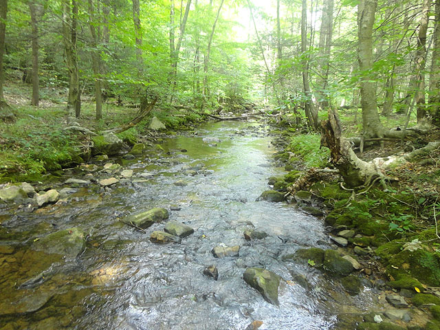 DSC01770.jpg -                                Even low this is a beautiful stream.