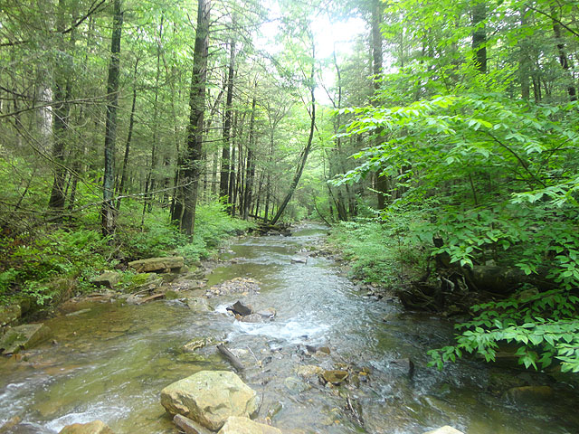 DSC01636.jpg -                                Laurel Run 2
