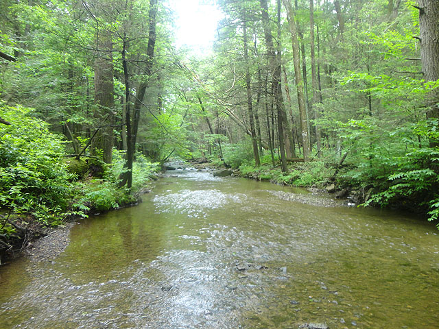 DSC01640.jpg -                                Laurel Run 5