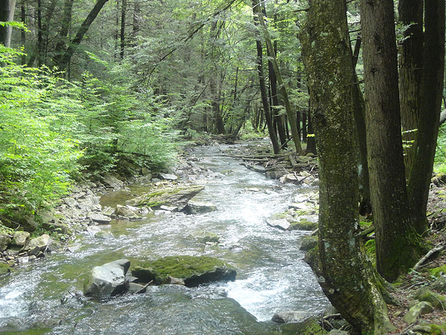 DSC01646.jpg -                                Laurel Run 8
