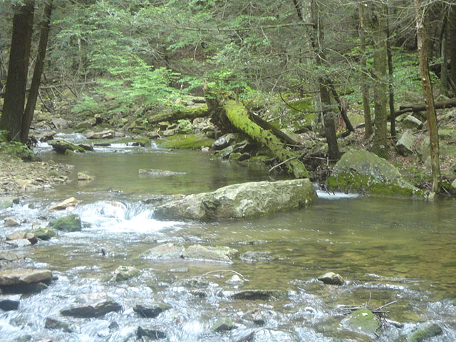 DSC01658.jpg -                                Laurel Run 15