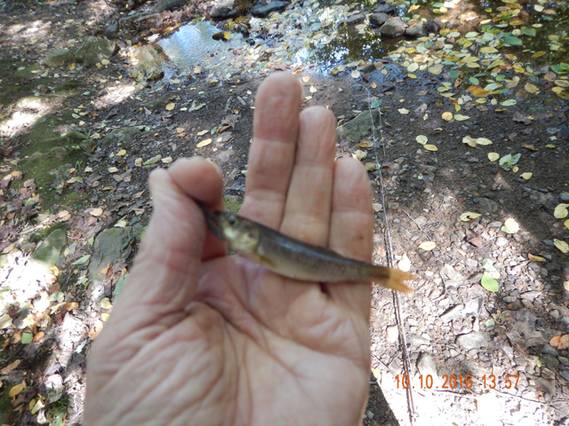 image003.jpg -                       Fished Fowlers Run for a little but all I got was this shiner.  Have caught both stocked and wild trout in this stream but the water levels are reeeealy low.         