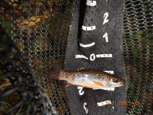 image009.jpg -                           Got this chubby three incher.  Small but fun to catch.  Water was cool enough that the fish shouldn't have been too stressed.     