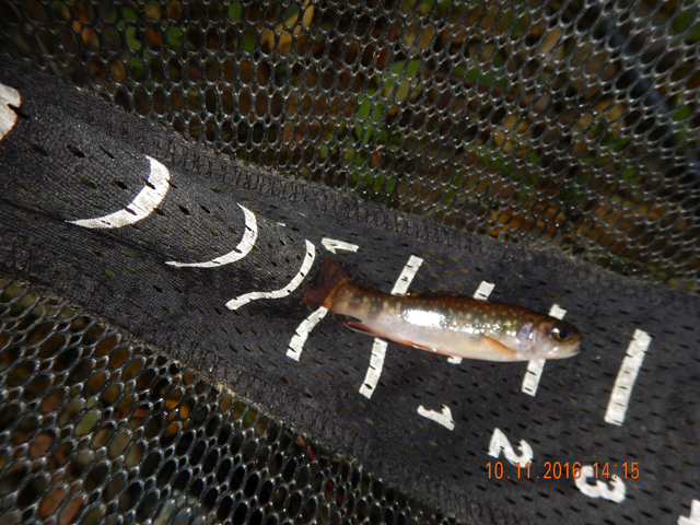 image011.jpg -                            Another three incher.  The bigger ones must have migrated north :)    