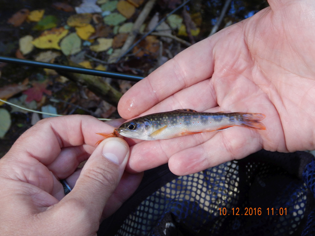image012.jpg -                         Gary and I went to Sheaffers Run on our second day in camp.  We caught more fish but still really small.  Gary got this little guy.       