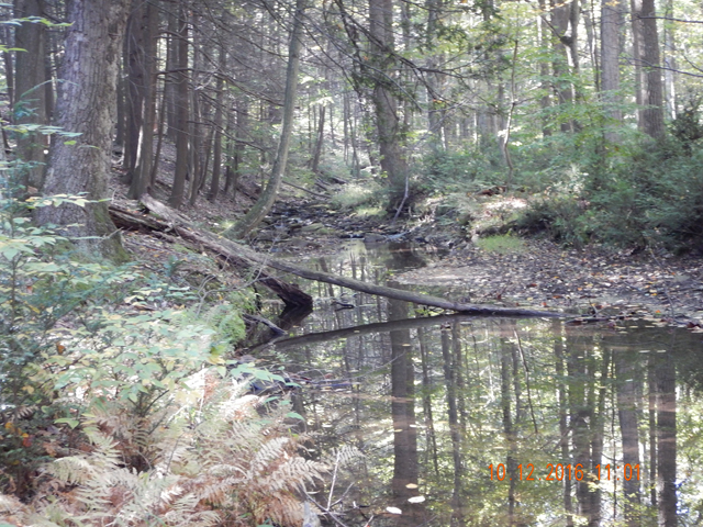 image013.jpg -                                There was a tad more water in Sheaffer but nothing like normal flows.  Same story here though.  Make any noise and the fish were history.