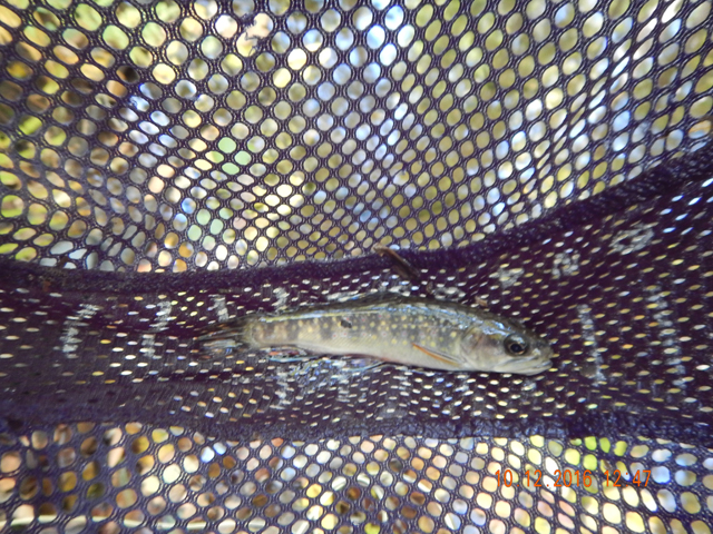 image026.jpg -                                Then another fish.  Numbers wise we didn't do badly but again, nothing of size.