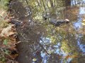 image015