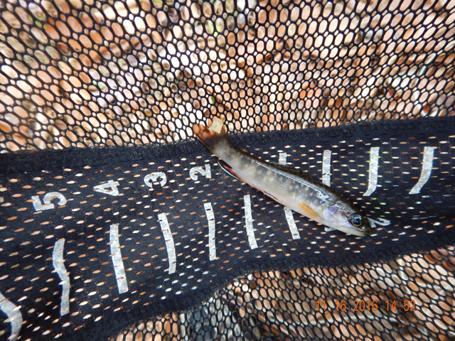 DSCN1781.jpg -                                But, yes, there are still fish there.  Small but beautiful brookies.