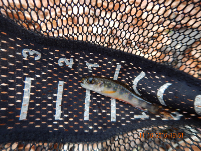 DSCN1785.jpg -                                Fish like this were lurking...check the big eyes!