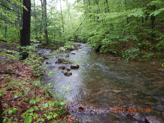 DSCN1307.jpg -                                Rain doesn't seem to show in the pics but you can see the wet leaves.