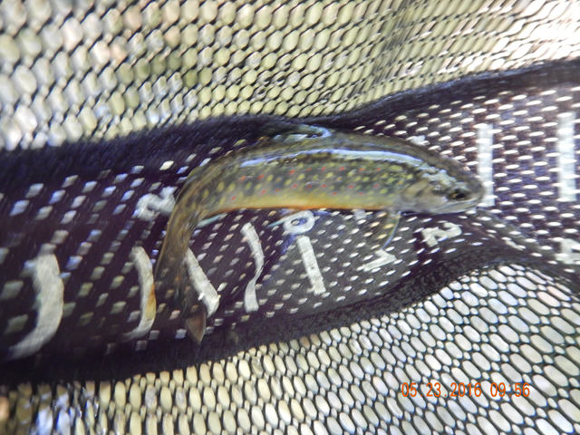 DSCN1318.jpg -                                Another 'local' fish.