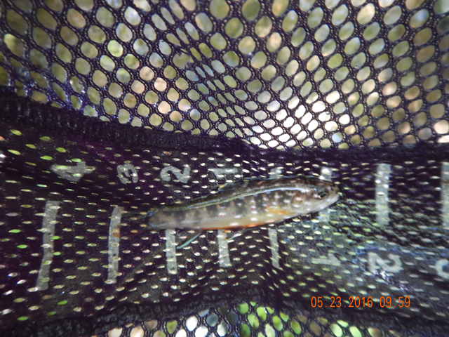 DSCN1320.jpg -                                And needless to say, it was full of fish.  Not like one of the recent days when Ed and I hit it but still it had fish in abundance.
