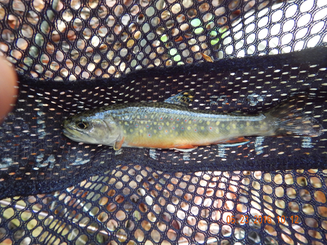 DSCN1325.jpg -                                All healthy fish.