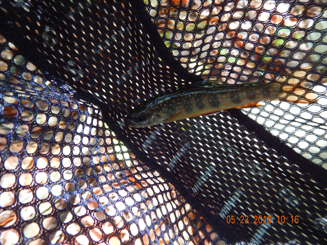 DSCN1326.jpg -                                And one right after another.  All on dry flies.