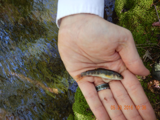 DSCN1327.jpg -                                Big or small, a size 14 caught them all.