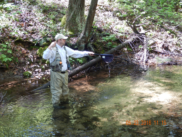DSCN1336.jpg -                                Usually we can leave them in the wet net and not touch them at all.