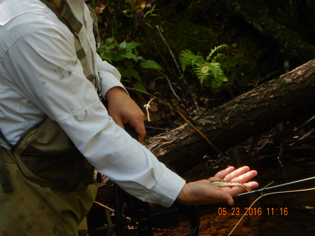 DSCN1338.jpg -                                Sometimes you just gotta handle them to get a good pic.