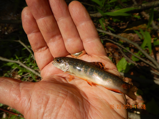 DSCN1339.jpg -                                Like this one.  Check the color in the dorsal