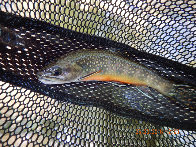 DSCN1348.jpg -                                Check this bruiser.  We did get some reasonably sized fish.