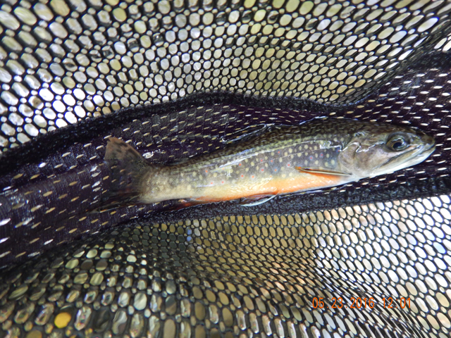 DSCN1349.jpg -                                Think this was the same fish...or maybe not.  We were catching them pretty regularly.