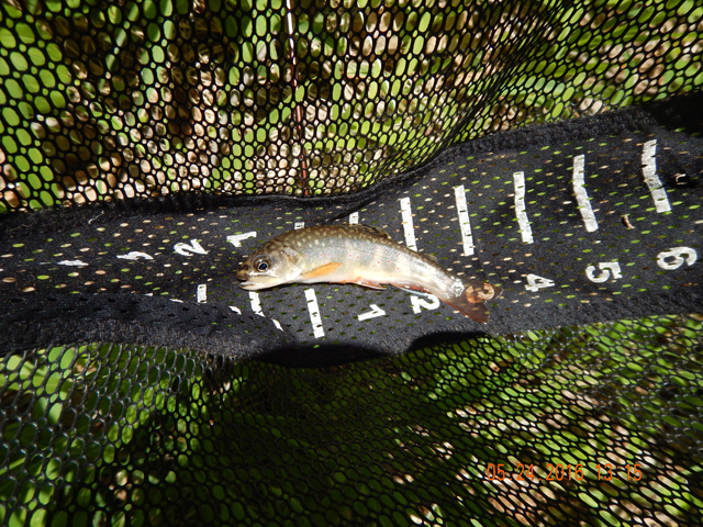 DSCN1377.jpg -                                And this fish as well.