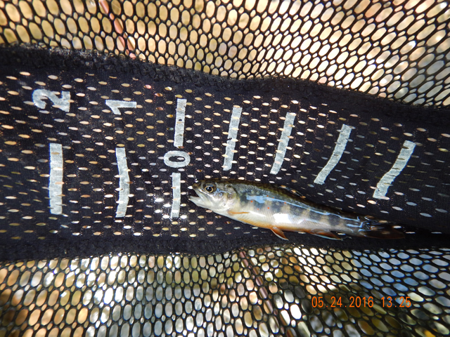 DSCN1379.jpg -                              4.5 inch trout...I'll take it all day long.  