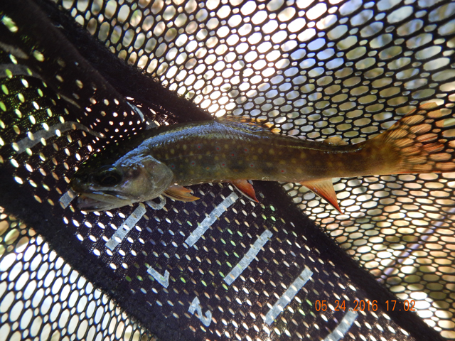 DSCN1387.jpg -                                This was a really nice fish.